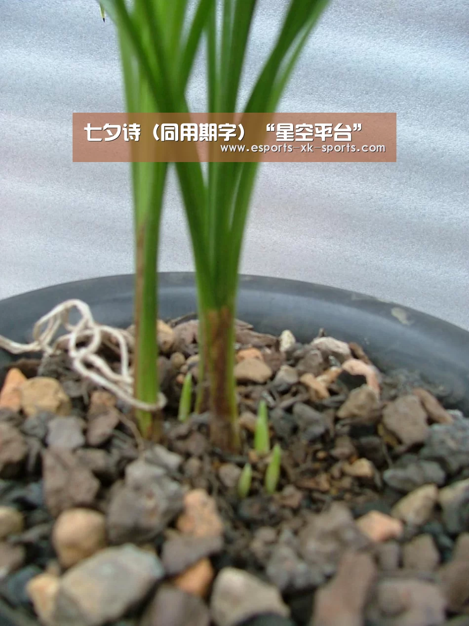 七夕诗（同用期字）“星空平台”